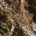 Bryoria pikei