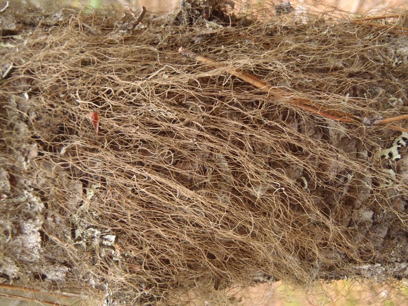 Bryoria pikei