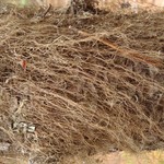 Bryoria pikei