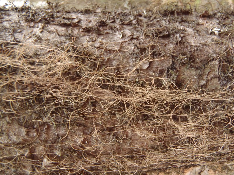 Bryoria pikei