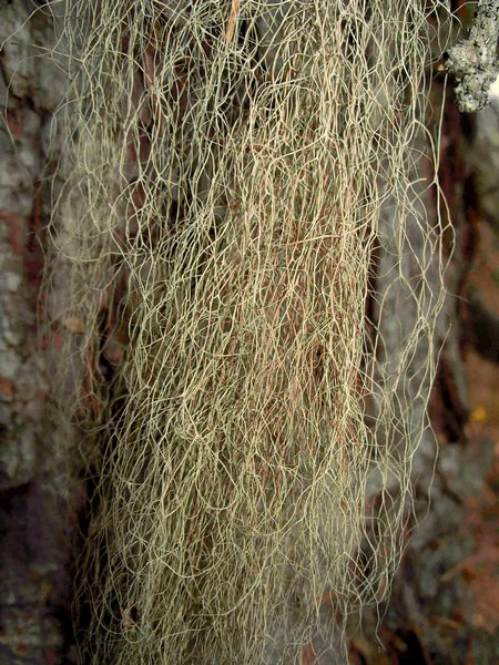 Bryoria pikei