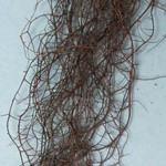 Bryoria cervinula