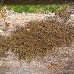 Bryoria cervinula