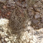 Bryoria chalybeiformis