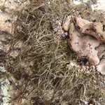 Bryoria chalybeiformis