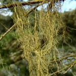Bryoria fremontii