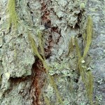 Bryoria fremontii