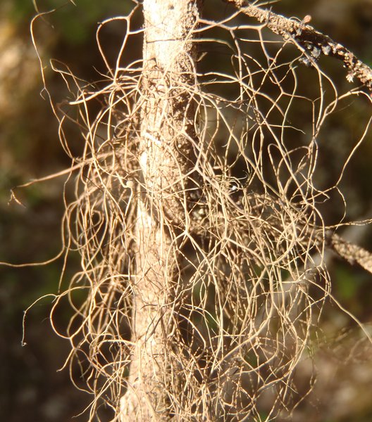 Bryoria friabilis