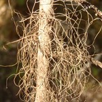 Bryoria friabilis
