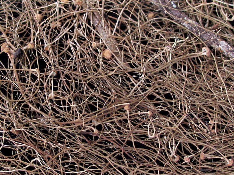 Bryoria friabilis