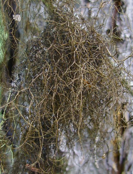 Bryoria furcellata