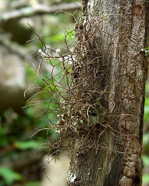 Bryoria furcellata