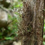 Bryoria furcellata