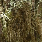 Bryoria furcellata
