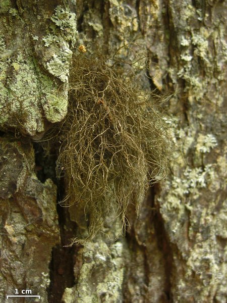 Bryoria furcellata