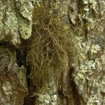 Bryoria furcellata