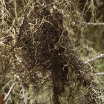 Bryoria furcellata