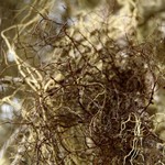 Bryoria furcellata