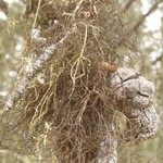 Bryoria furcellata
