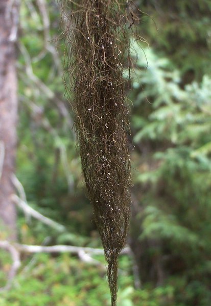 Bryoria fuscescens
