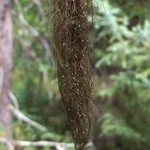 Bryoria fuscescens