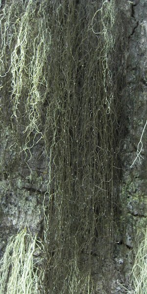 Bryoria fuscescens
