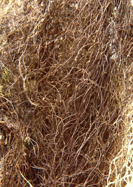 Bryoria fuscescens