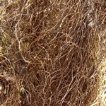 Bryoria fuscescens