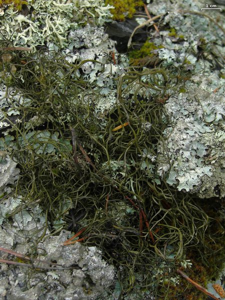 Bryoria glabra