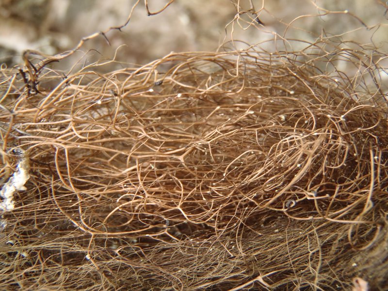 Bryoria glabra
