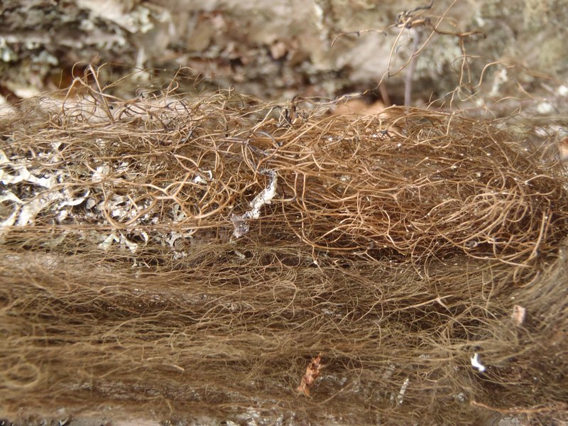 Bryoria glabra
