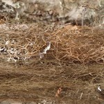 Bryoria glabra