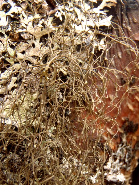 Bryoria glabra