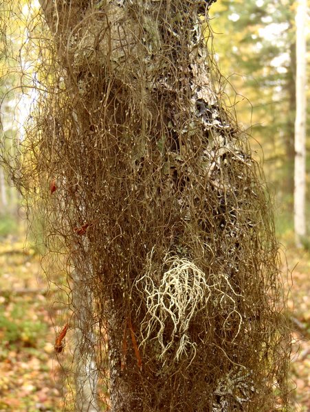 Bryoria glabra
