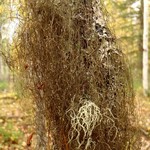 Bryoria glabra