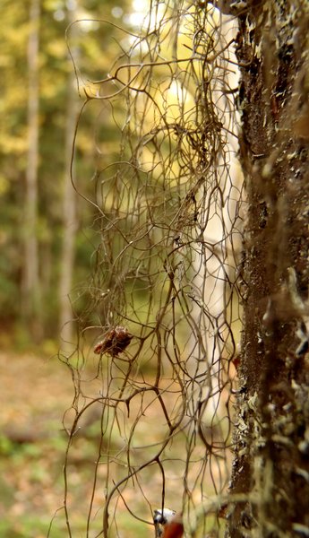 Bryoria glabra