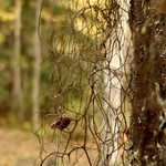 Bryoria glabra