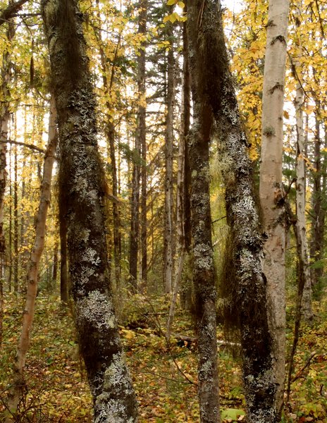 Bryoria glabra