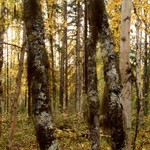 Bryoria glabra