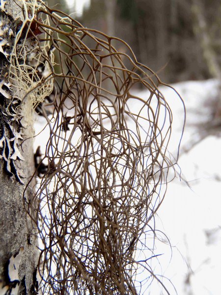 Bryoria glabra