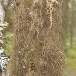 Bryoria lanestris