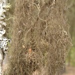 Bryoria lanestris