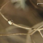 Bryoria nadvornikiana