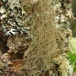 Bryoria nadvornikiana