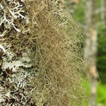 Bryoria nadvornikiana
