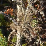 Bryoria nadvornikiana