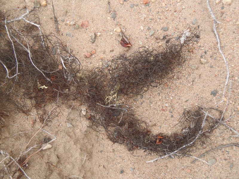Bryoria nitidula