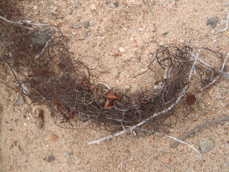 Bryoria nitidula