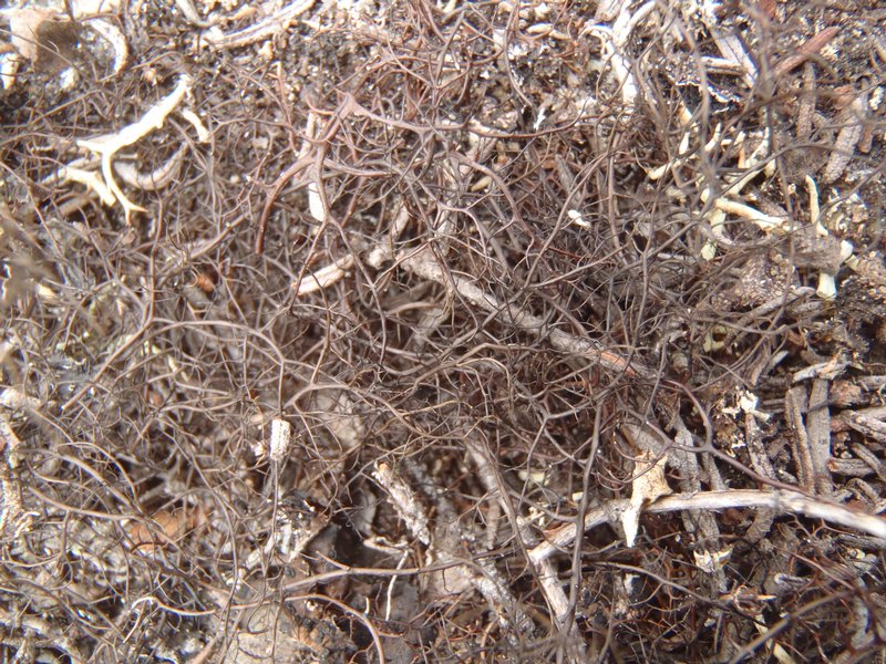 Bryoria nitidula