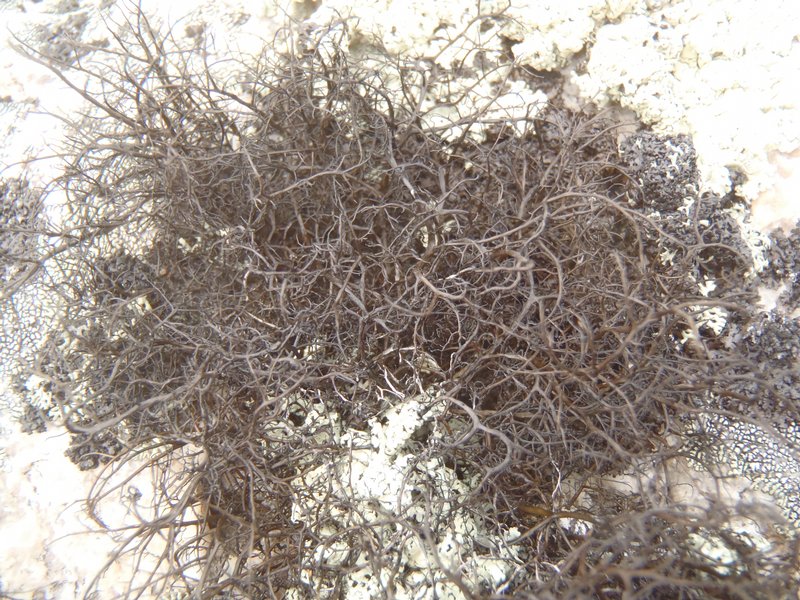 Bryoria nitidula